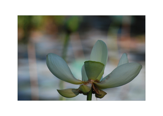 Waterlily Wash Closeup - Photo Paper - image 11 x 17 / matted to 15 x 21